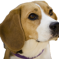 Website icon for beagleweekly.com.au