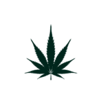 Website icon for dansvilledispensary.com