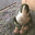 Website icon for fabperegrines.org.uk