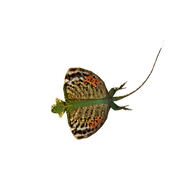 Website icon for wildborneo.com.my